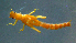  ( - 2021-HWDR-0441)  @11 [ ] CreativeCommons - Attribution Share-Alike (2023) Unspecified Drexel University, Academy of Natural Sciences