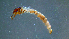  ( - 2021-HWDR-0643)  @11 [ ] CreativeCommons - Attribution Share-Alike (2023) Unspecified Drexel University, Academy of Natural Sciences