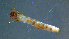  ( - 2021-HWDR-0643)  @11 [ ] CreativeCommons - Attribution Share-Alike (2023) Unspecified Drexel University, Academy of Natural Sciences