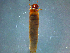  (Lepidostoma americanum - 2021-HWDR-0690)  @11 [ ] CreativeCommons - Attribution Share-Alike (2023) Unspecified Drexel University, Academy of Natural Sciences