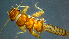  ( - 2021-HWDR-0849)  @11 [ ] CreativeCommons - Attribution Share-Alike (2023) Unspecified Drexel University, Academy of Natural Sciences