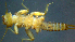  ( - 2021-HWDR-0849)  @11 [ ] CreativeCommons - Attribution Share-Alike (2023) Unspecified Drexel University, Academy of Natural Sciences