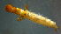  ( - 2021-HWDR-0869)  @11 [ ] CreativeCommons - Attribution Share-Alike (2023) Unspecified Drexel University, Academy of Natural Sciences
