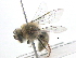  (Leioproctus cupreus - BIOUG02773-G12)  @13 [ ] CreativeCommons - Attribution (2013) CBG Photography Group Centre for Biodiversity Genomics