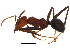 (Iridomyrmex purpureus - BIOUG22077-F07)  @15 [ ] CreativeCommons - Attribution (2015) CBG Photography Group Centre for Biodiversity Genomics