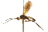  ( - 09-NSWHH-1781)  @13 [ ] CreativeCommons - Attribution (2010) Unspecified Centre for Biodiversity Genomics