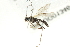  ( - BIOUG01346-H10)  @12 [ ] CreativeCommons - Attribution (2011) CBG Photography Group Centre for Biodiversity Genomics
