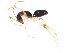  ( - BIOUG00859-H11)  @13 [ ] CreativeCommons - Attribution (2011) CBG Photography Group Centre for Biodiversity Genomics