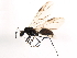  (Polyrhachis - BIOUG00868-B06)  @15 [ ] CreativeCommons - Attribution (2011) CBG Photography Group Centre for Biodiversity Genomics