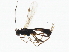  ( - BIOUG00872-G06)  @12 [ ] CreativeCommons - Attribution (2011) CBG Photography Group Centre for Biodiversity Genomics