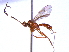  (Australoglypta - BIOUG02952-B11)  @14 [ ] CreativeCommons - Attribution (2013) CBG Photography Group Centre for Biodiversity Genomics