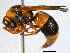  (Abispa ephippium - BIOUG02953-D12)  @14 [ ] CreativeCommons - Attribution (2013) CBG Photography Group Centre for Biodiversity Genomics