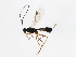  ( - BIOUG00878-A09)  @12 [ ] CreativeCommons - Attribution (2011) CBG Photography Group Centre for Biodiversity Genomics