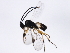  ( - BIOUG00995-H02)  @12 [ ] CreativeCommons - Attribution (2011) CBG Photography Group Centre for Biodiversity Genomics
