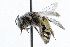  (Nomiinae - WAC-ENT-0021)  @15 [ ] CreativeCommons - Attribution (2009) Unspecified Centre for Biodiversity Genomics