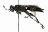  ( - WAC-ENT-0045)  @14 [ ] CreativeCommons - Attribution (2009) Unspecified Centre for Biodiversity Genomics