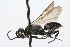  ( - WAC-ENT-0082)  @11 [ ] CreativeCommons - Attribution (2009) Unspecified Centre for Biodiversity Genomics
