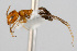  (Dorymyrmex insanus - WAC-ENT-0339)  @14 [ ] CreativeCommons - Attribution (2009) Unspecified Centre for Biodiversity Genomics