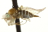  ( - CNC DIPTERA 163497)  @11 [ ] CreativeCommons - Attribution (2012) CNC/CBG Photography Group Centre for Biodiversity Genomics