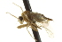  ( - CNC DIPTERA 163498)  @12 [ ] CreativeCommons - Attribution (2012) CNC/CBG Photography Group Centre for Biodiversity Genomics