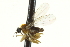  ( - CNC DIPTERA 163500)  @12 [ ] CreativeCommons - Attribution (2012) CNC/CBG Photography Group Centre for Biodiversity Genomics