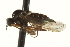  ( - CNC DIPTERA 163509)  @12 [ ] CreativeCommons - Attribution (2012) CNC/CBG Photography Group Centre for Biodiversity Genomics