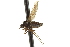  ( - CNC DIPTERA 163512)  @13 [ ] CreativeCommons - Attribution (2012) CNC/CBG Photography Group Centre for Biodiversity Genomics