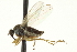  ( - CNC DIPTERA 163521)  @13 [ ] CreativeCommons - Attribution (2012) CNC/CBG Photography Group Centre for Biodiversity Genomics