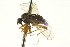  ( - CNC DIPTERA 163530)  @11 [ ] CreativeCommons - Attribution (2012) CNC/CBG Photography Group Centre for Biodiversity Genomics
