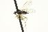  ( - CNC DIPTERA 163534)  @12 [ ] CreativeCommons - Attribution (2012) CNC/CBG Photography Group Centre for Biodiversity Genomics