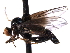  ( - CNC DIPTERA 161629)  @13 [ ] CreativeCommons - Attribution (2011) CNC/CBG Photography Group Centre for Biodiversity Genomics
