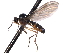 (Ocydromia glabricula - CNC DIPTERA 161661)  @13 [ ] CreativeCommons - Attribution (2011) CNC/CBG Photography Group Centre for Biodiversity Genomics