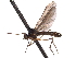  ( - CNC DIPTERA 161664)  @11 [ ] CreativeCommons - Attribution (2011) CNC/CBG Photography Group Centre for Biodiversity Genomics