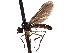  ( - CNC DIPTERA 161665)  @11 [ ] CreativeCommons - Attribution (2011) CNC/CBG Photography Group Centre for Biodiversity Genomics
