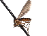  ( - CNC DIPTERA 161666)  @11 [ ] CreativeCommons - Attribution (2011) CNC/CBG Photography Group Centre for Biodiversity Genomics
