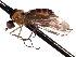  ( - CNC DIPTERA 161667)  @11 [ ] CreativeCommons - Attribution (2011) CNC/CBG Photography Group Centre for Biodiversity Genomics