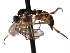  ( - CNC DIPTERA 161686)  @13 [ ] CreativeCommons - Attribution (2012) CNC/CBG Photography Group Centre for Biodiversity Genomics