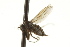  ( - CNC DIPTERA 163427)  @11 [ ] CreativeCommons - Attribution (2012) CNC/CBG Photography Group Centre for Biodiversity Genomics