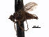  ( - CNC DIPTERA 163436)  @11 [ ] CreativeCommons - Attribution (2012) CNC/CBG Photography Group Centre for Biodiversity Genomics