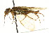  ( - CNCHYM 02035)  @13 [ ] CreativeCommons - Attribution (2011) CNC/CBG Photography Group Centre for Biodiversity Genomics