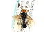  ( - CNCHYM 02046)  @11 [ ] CreativeCommons - Attribution (2011) CNC/CBG Photography Group Centre for Biodiversity Genomics