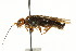  ( - CNCHYM 02076)  @11 [ ] CreativeCommons - Attribution (2011) CNC/CBG Photography Group Centre for Biodiversity Genomics