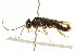  (Cephalcia californica - CNCHYM 02078)  @14 [ ] CreativeCommons - Attribution (2011) CNC/CBG Photography Group Centre for Biodiversity Genomics