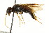  ( - CNCHYM 02082)  @13 [ ] CreativeCommons - Attribution (2011) CNC/CBG Photography Group Centre for Biodiversity Genomics