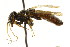  ( - CNCHYM 02084)  @13 [ ] CreativeCommons - Attribution (2011) CNC/CBG Photography Group Centre for Biodiversity Genomics