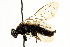 (Cephalcia marginata - CNCHYM 02085)  @11 [ ] CreativeCommons - Attribution (2011) CNC/CBG Photography Group Centre for Biodiversity Genomics