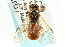  (Cephalcia provancheri - CNCHYM 02089)  @14 [ ] CreativeCommons - Attribution (2011) CNC/CBG Photography Group Centre for Biodiversity Genomics