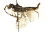  ( - CNCHYM 02090)  @13 [ ] CreativeCommons - Attribution (2011) CNC/CBG Photography Group Centre for Biodiversity Genomics