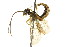  ( - CNCHYM 02091)  @11 [ ] CreativeCommons - Attribution (2011) CNC/CBG Photography Group Centre for Biodiversity Genomics