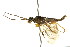  ( - CNCHYM 02092)  @13 [ ] CreativeCommons - Attribution (2011) CNC/CBG Photography Group Centre for Biodiversity Genomics